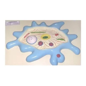 Artificial Model Of Amoeba