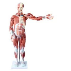 80 CM Human Muscle Model Male 27 Parts