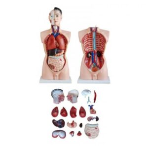 Male Torso Model