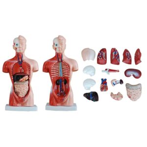 26CM Torso 15 Parts