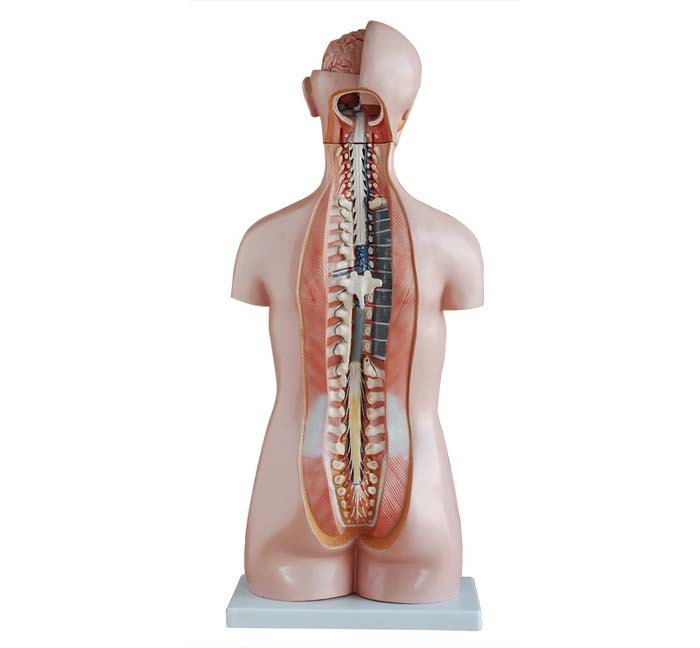 XC-206 85CM Sexless Torso 20 Parts - Image 3