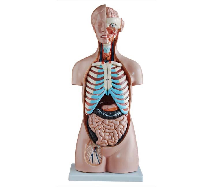 XC-206 85CM Sexless Torso 20 Parts - Image 4