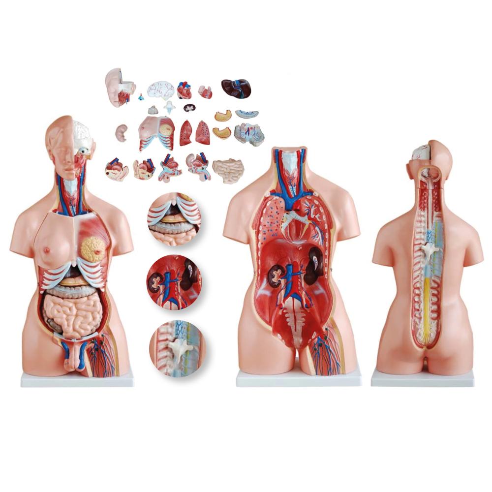 unisex torso model
