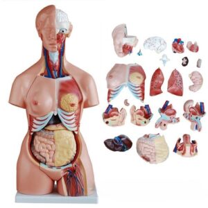 Tri-Sex Torso Model