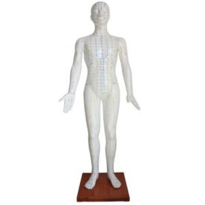 Acupuncture Model 178CM