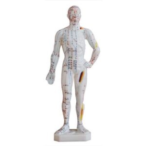 Acupuncture Model 26 CM