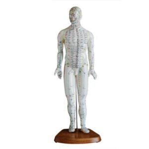 Acupuncture Model