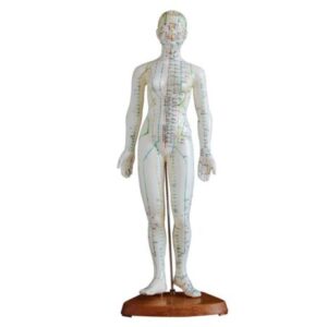 Acupuncture Model