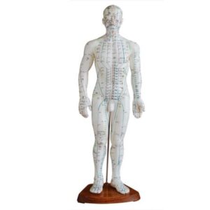 Acupuncture Model
