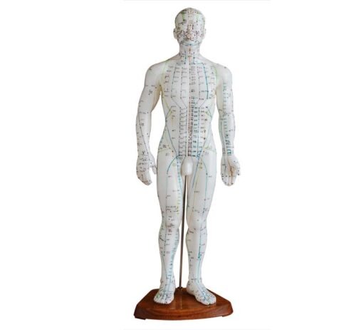 Acupuncture Model