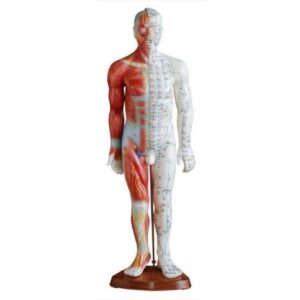 Male Acupuncture and Muscle Model 55 CM