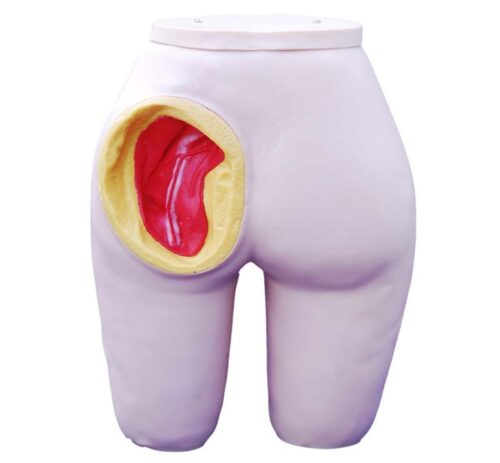 Intramuscular Injection Model