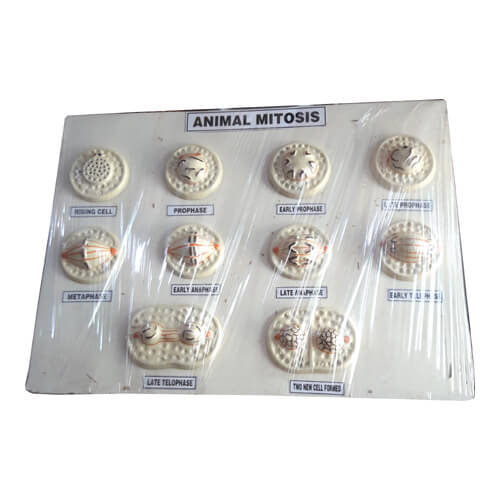 Animal Mitosis Model