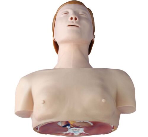 CPR Training Model