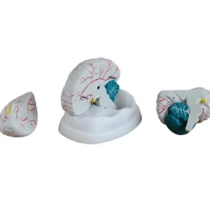Human Brain Model