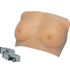 Breast Model