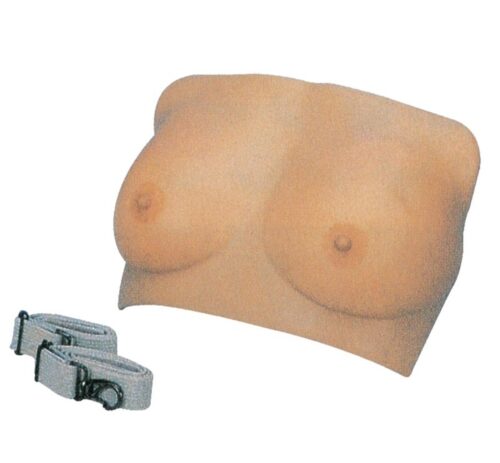 Breast Model