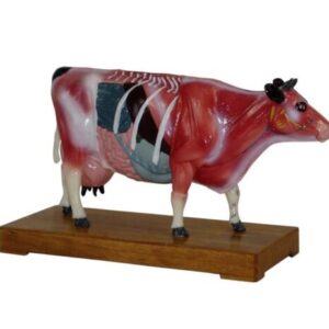Cattle Acupuncture Model