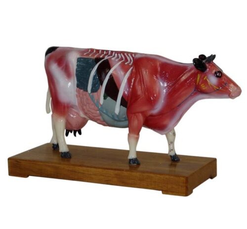 Cattle Acupuncture Model