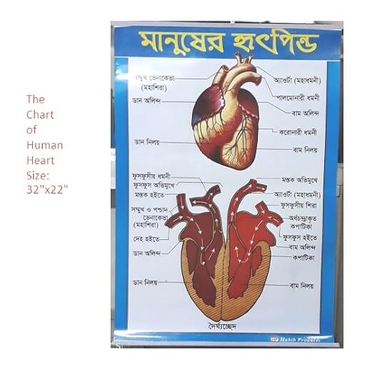 Chart of Human Heart 32×22 Inch