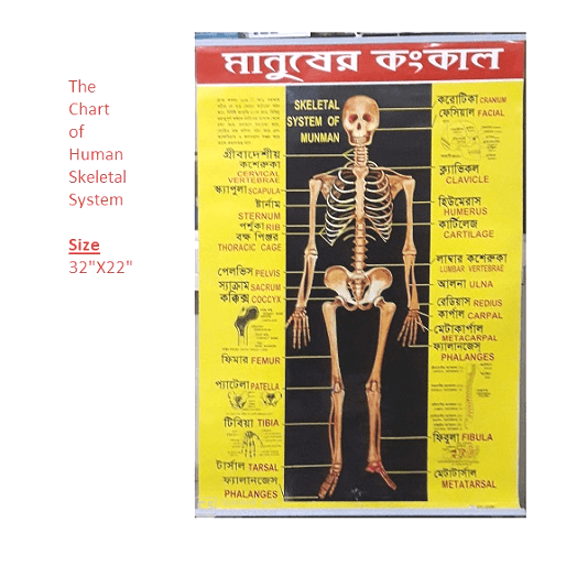 Human Skeletal System