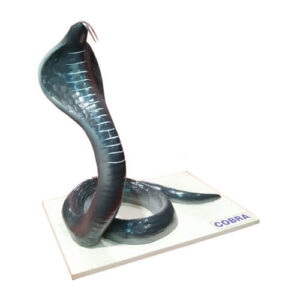 Snake Model