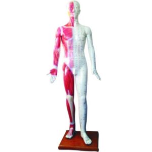 Acupuncture Model