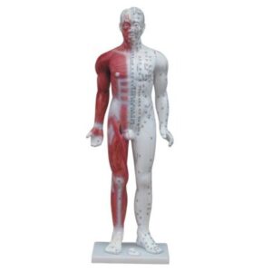 Acupuncture Model