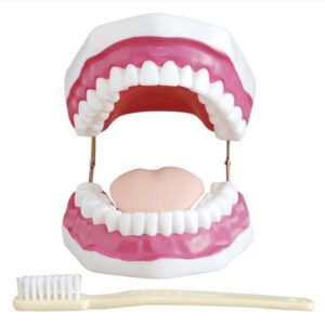 Teeth Model