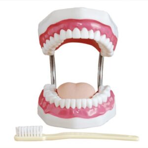 Teeth Model