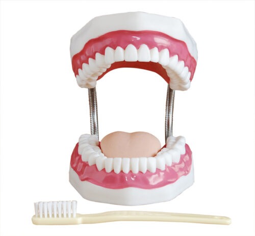 Teeth Model