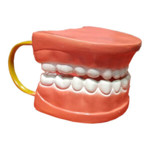 Teeth Model