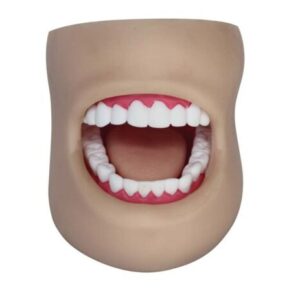 Teeth Model With Cheek For Dental Care