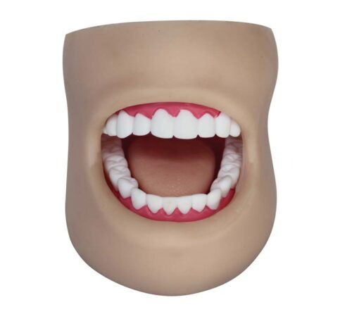 Teeth Model With Cheek For Dental Care