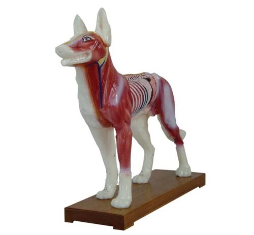 Dog Acupuncture Model