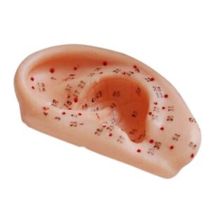 Ear Acupuncture Model 13CM