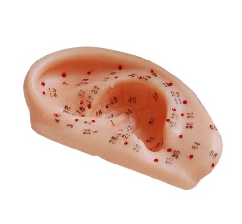 Ear Acupuncture Model 13CM