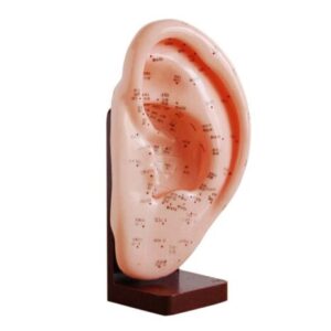 Ear Acupuncture Model 22CM