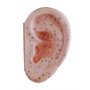 Ear Acupuncture Model 40CM