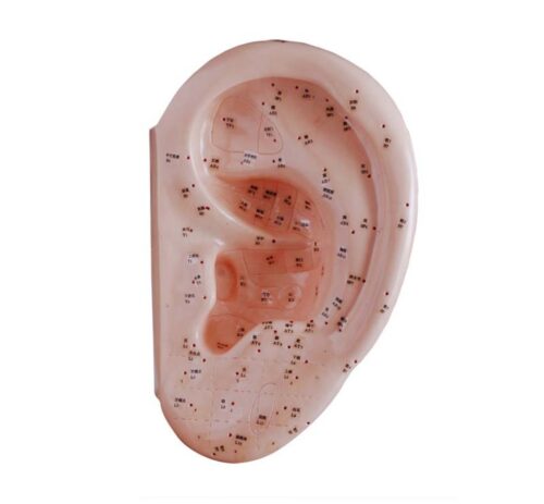 Ear Acupuncture Model 40CM