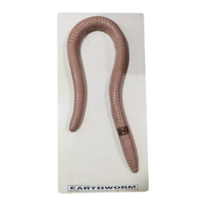 EarthWorm Model on Board