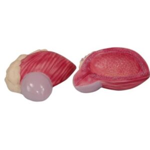 Expansion Model of Urinary Bladder