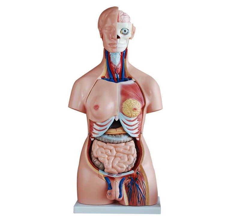 XC-208 85CM Unisex Torso 40 Parts - Image 4