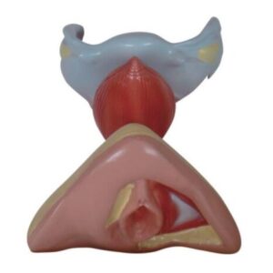 Female Internal and External Genital Organs