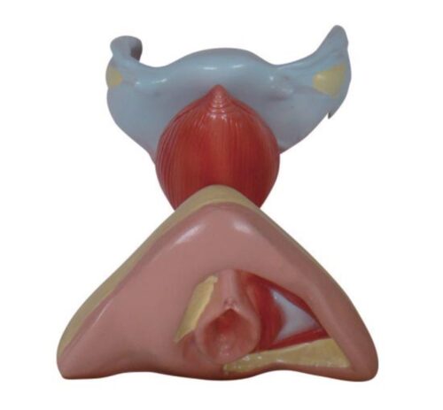 Female Internal and External Genital Organs
