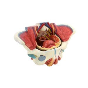 Female Pelvis Model