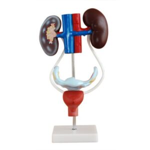Female Urogenital System