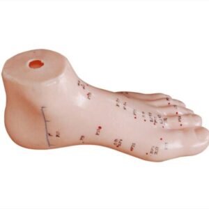 Foot Acupuncture Model 13CM