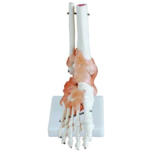 Foot joint with ligaments