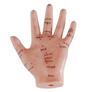 Hand Acupuncture Model 13CM